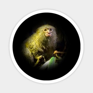 Marmoset Magnet